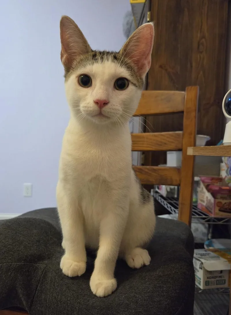 A baby medium-sized male Tabby (Tiger Striped) Domestic Short Hair cat named Fred for adoption in Breinigsville, PA