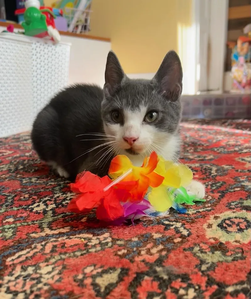 A baby medium-sized male Gray & White Domestic Short Hair cat named Alden for adoption in Sicklerville , NJ