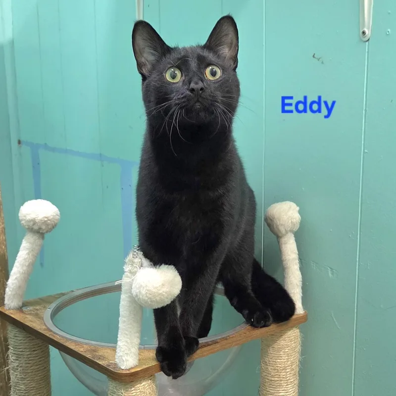 A young medium-sized male Black British Shorthair cat named Eddy for adoption in Whitewater, WI