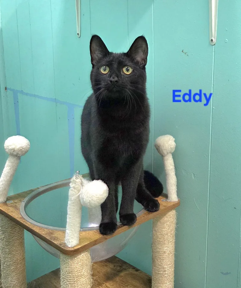 Eddy thumbnail 2