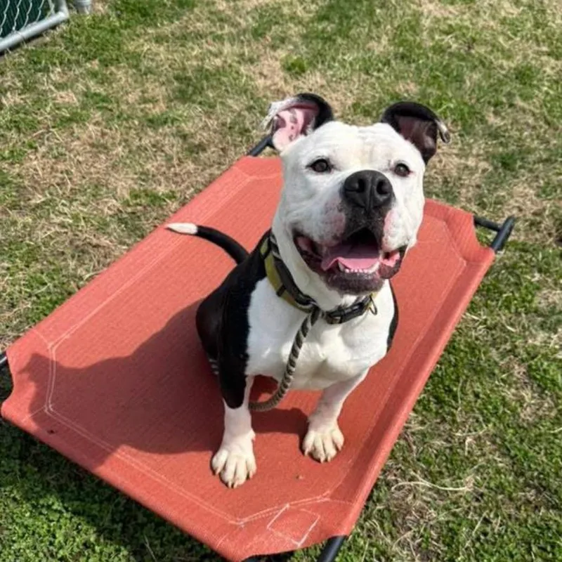 An adult large-sized male Black American Bulldog dog named Zeus for adoption in Mount Laurel, NJ