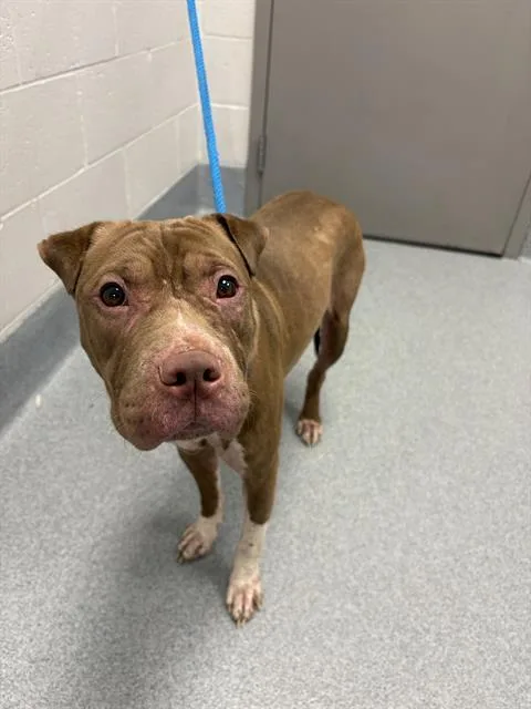 A young large-sized female Shar-Pei dog named Sugar for adoption in Indianapolis, IN