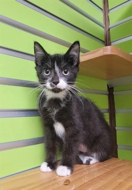 A baby small-sized female Domestic Short Hair cat named Paisley for adoption in Saint Peters, MO