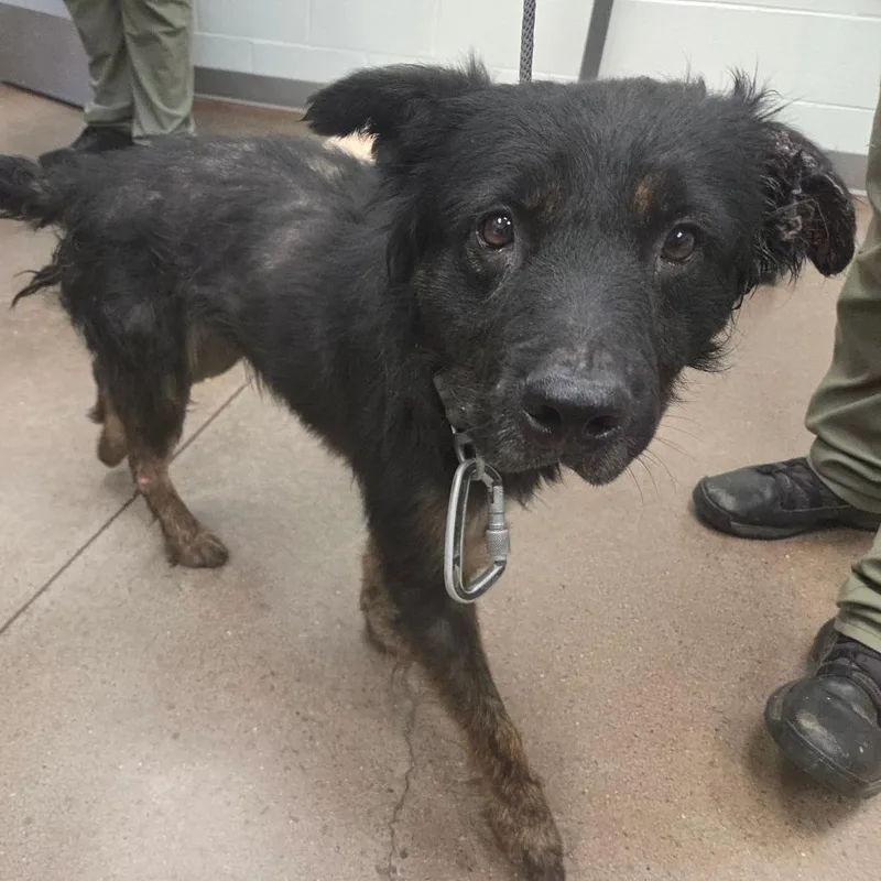 An adult medium-sized male Black Shepherd dog named Trapper for adoption in Chattanooga, TN