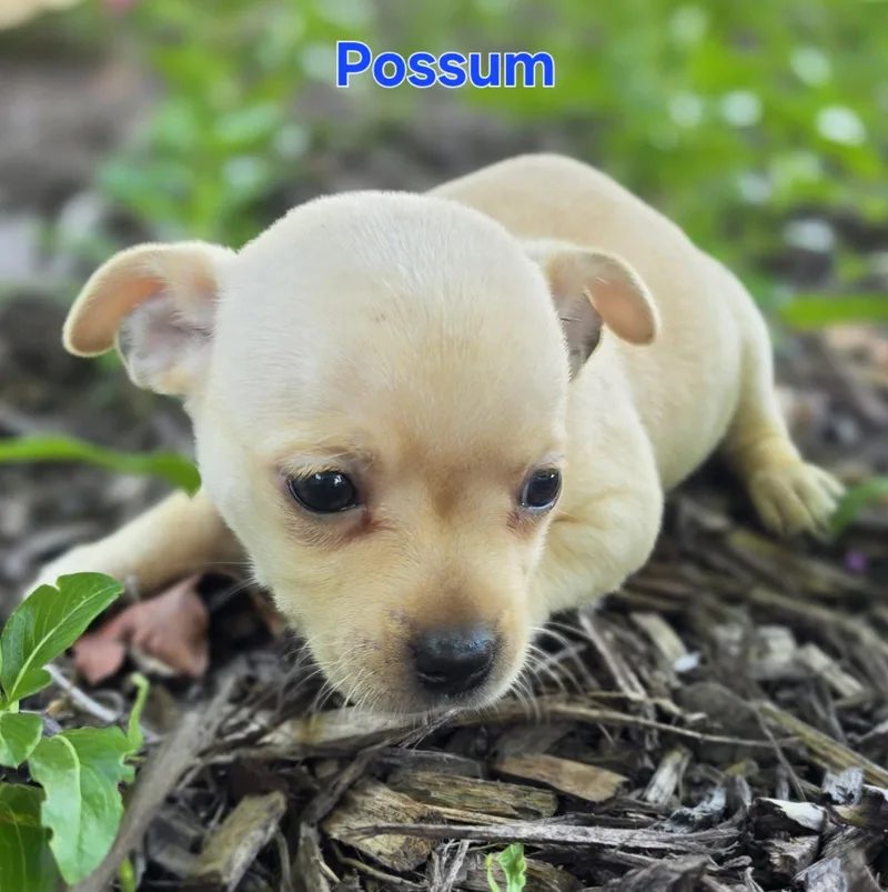 Possum thumbnail 2