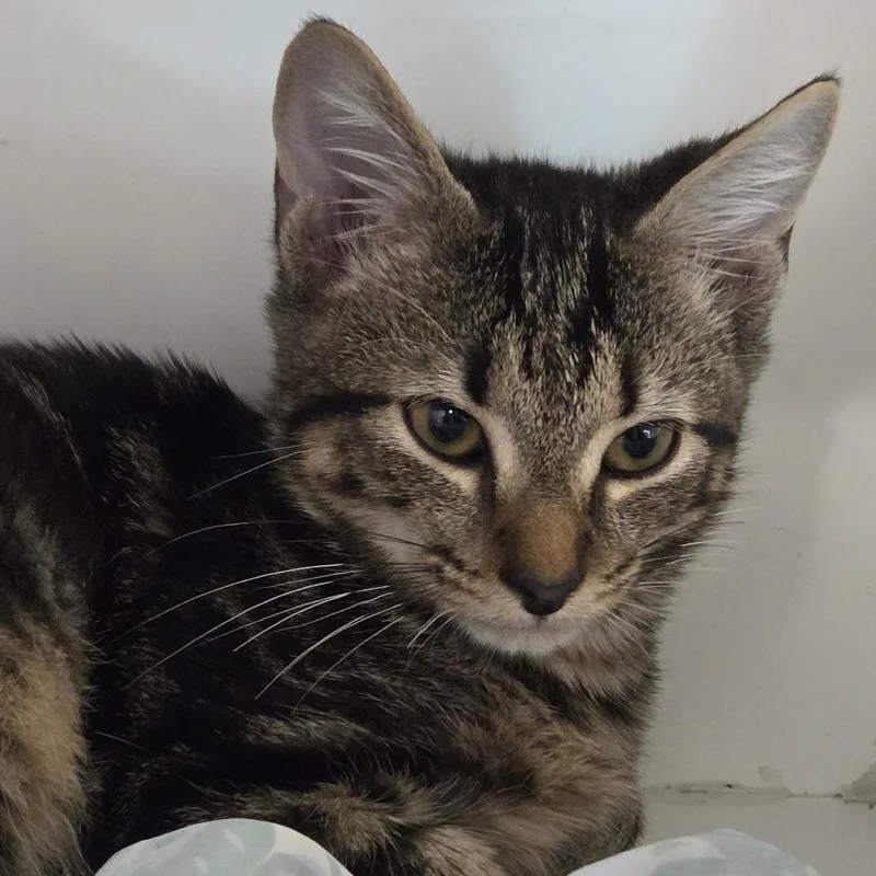 A baby small-sized male Black Domestic Short Hair cat named Machiavelli for adoption in Voorhees, NJ