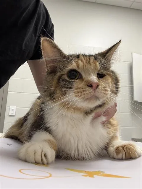 An adult medium-sized female Domestic Short Hair cat named Xyla for adoption in Indianapolis, IN