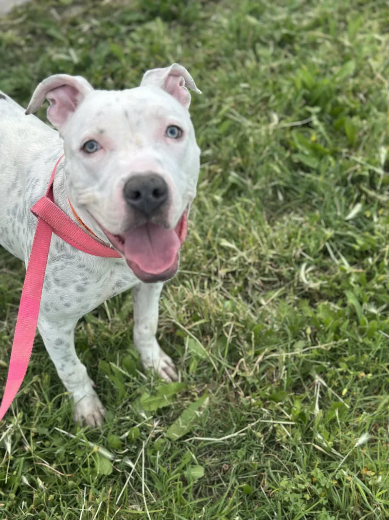 Mcflurry thumbnail 2