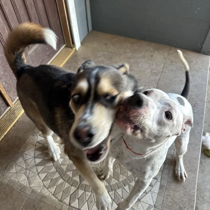 Mcflurry thumbnail 3