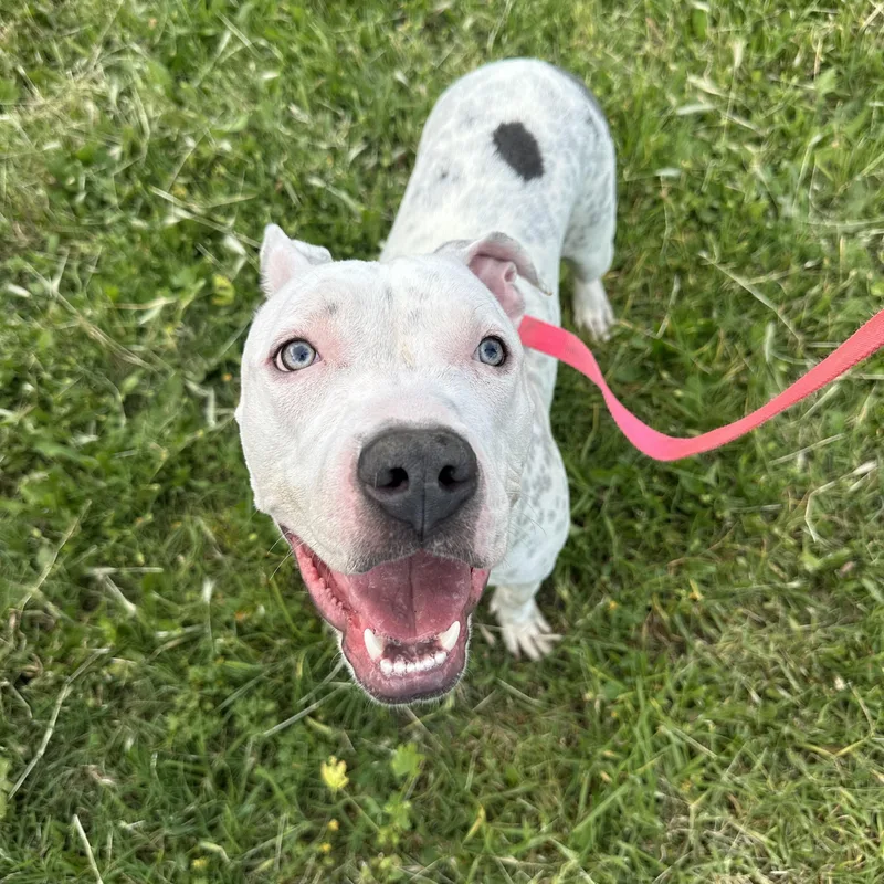 Mcflurry thumbnail 4