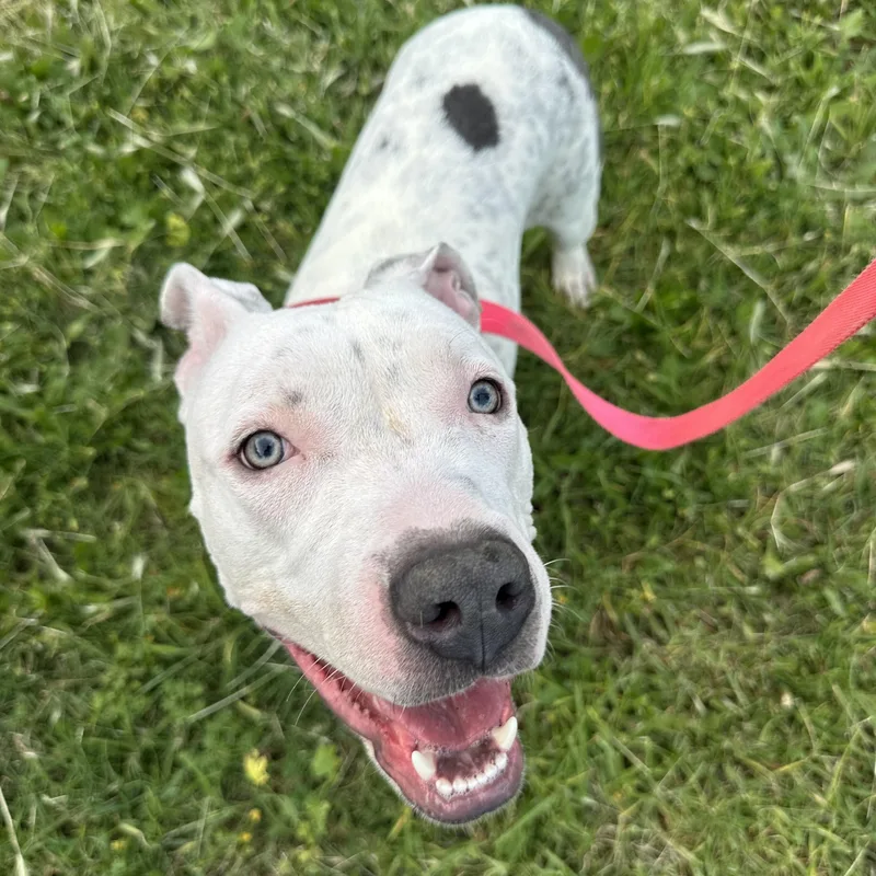 Mcflurry thumbnail 5