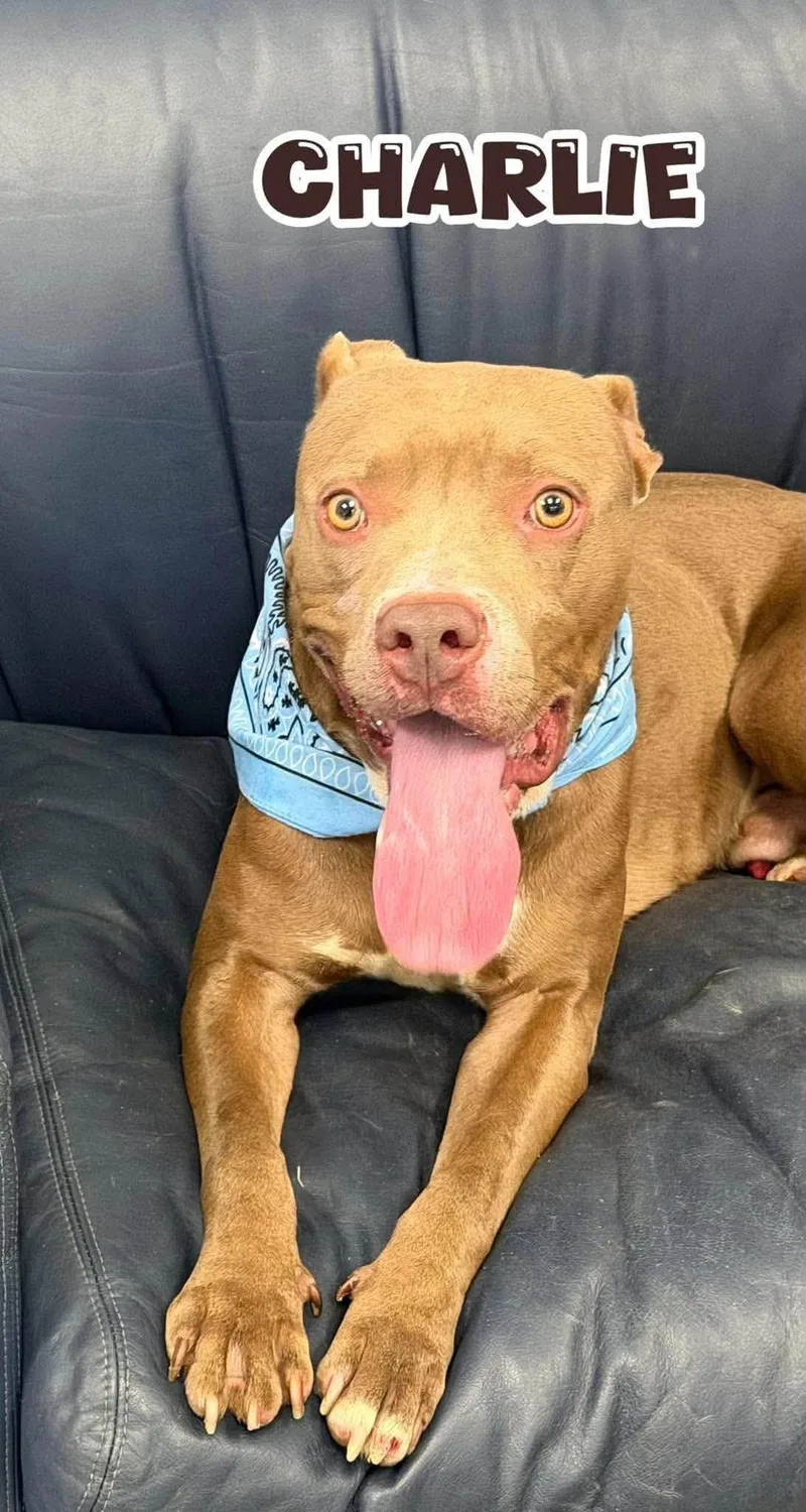 A young medium-sized male Mixed Breed dog named Charlie for adoption in Flint, MI