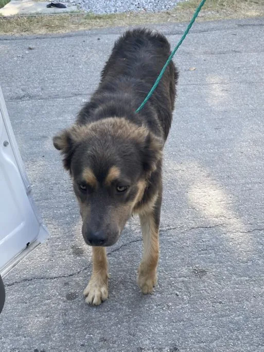 A young large-sized male Mixed Breed dog named Teddy for adoption in Dallas, TX