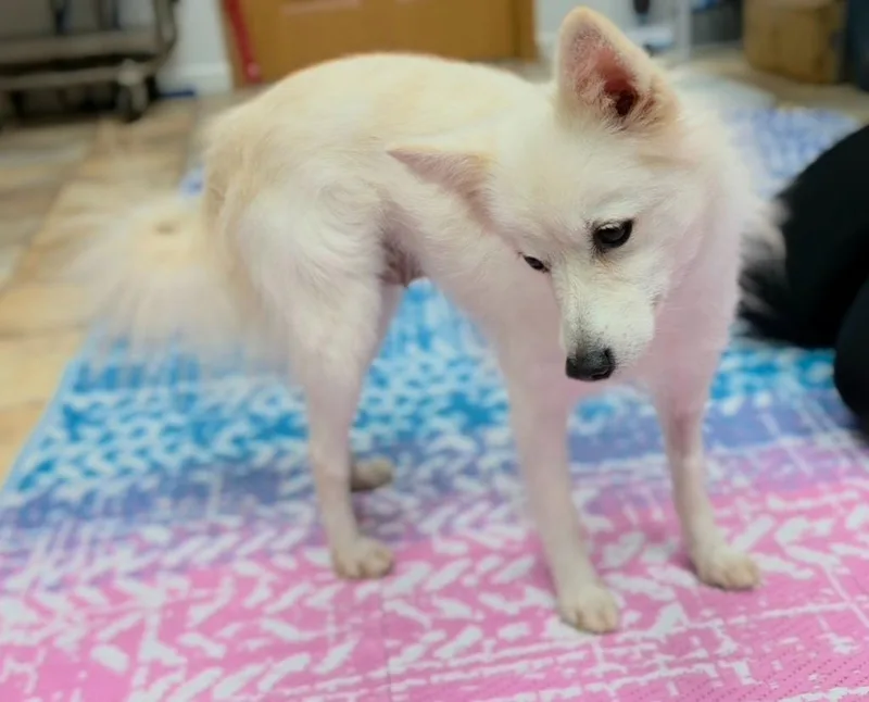 An adult small-sized female American Eskimo Dog dog named Foxy for adoption in Neillsville, WI