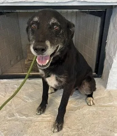 A senior medium-sized male Black Labrador Retriever dog named Humphrey for adoption in Tyler, TX