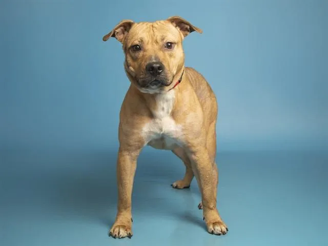 An adult large-sized male Pit Bull Terrier dog named Chewy for adoption in Phoenix, AZ
