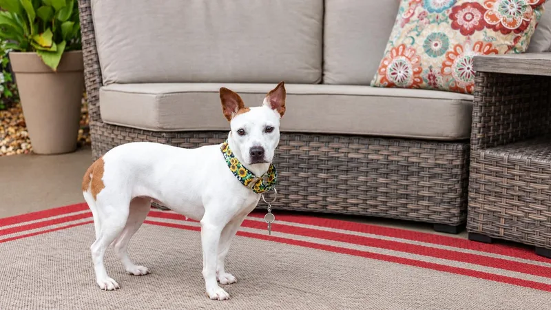 An adult medium-sized female White / Cream Terrier dog named Brie for adoption in Sioux Falls, SD