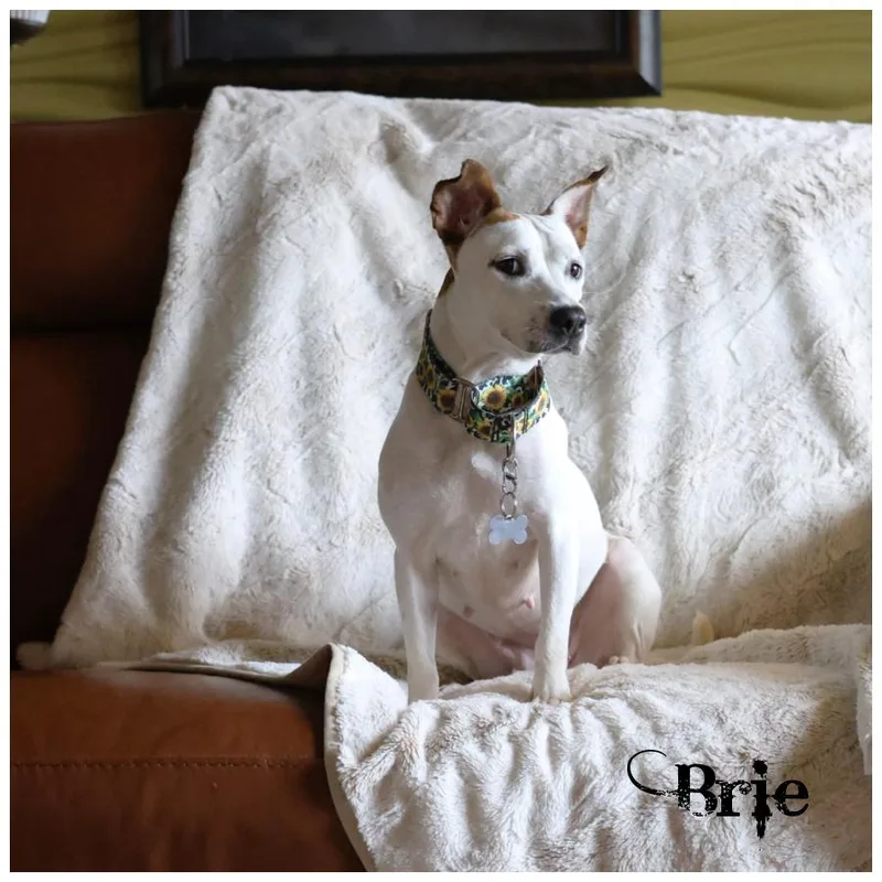 Brie thumbnail 2