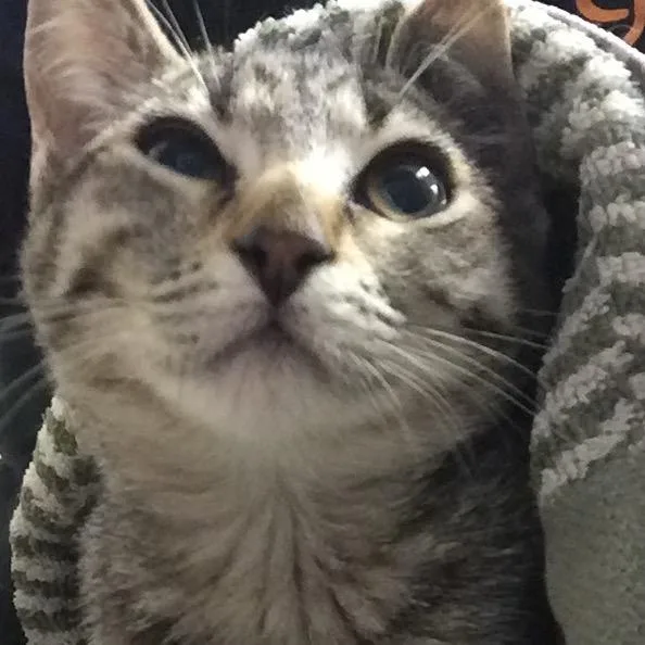 A baby small-sized male Brown / Chocolate Domestic Short Hair cat named Morita for adoption in Redwood City, CA