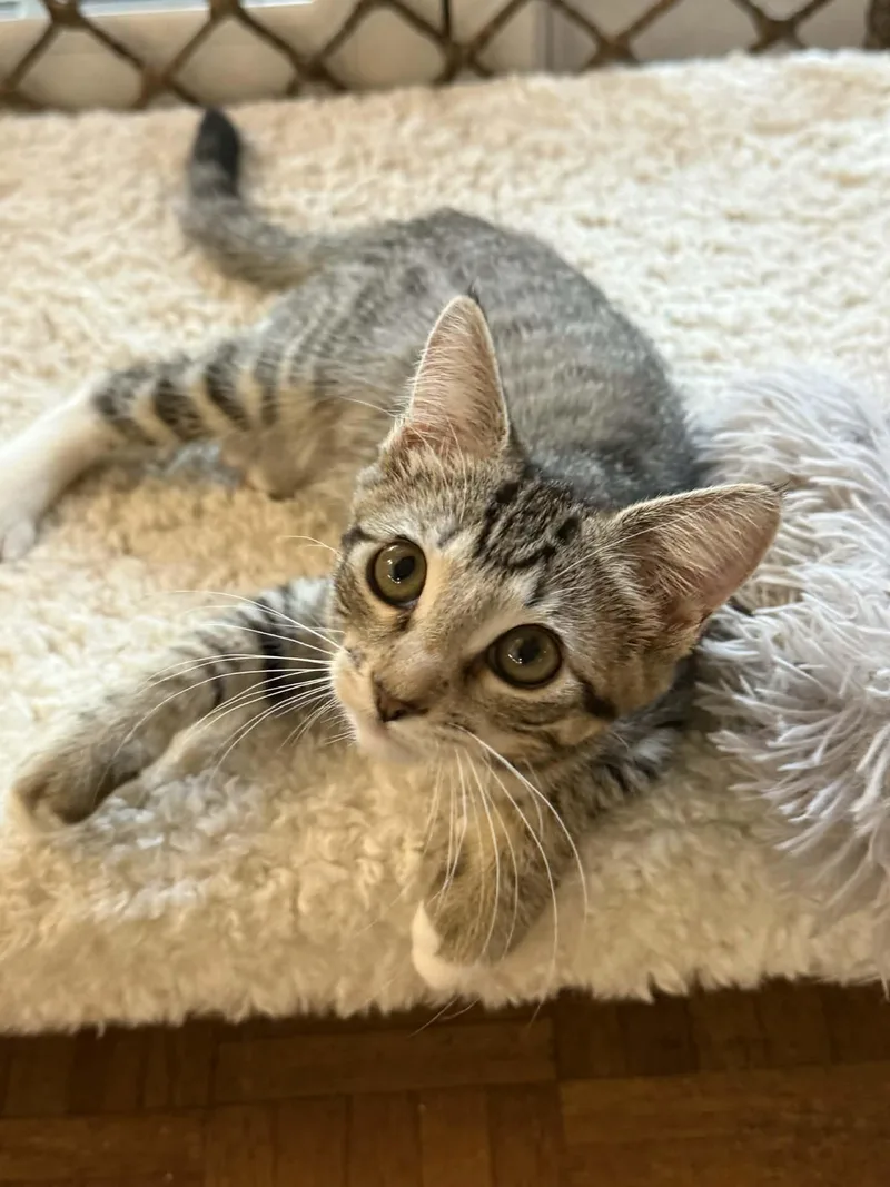 A baby small-sized female Tabby (Brown / Chocolate) Domestic Short Hair cat named Monica for adoption in Yorba Linda, CA