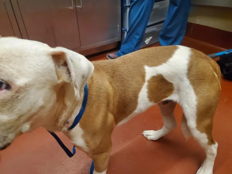 A young medium-sized male Mixed Breed dog named Chef for adoption in Douglasville, GA