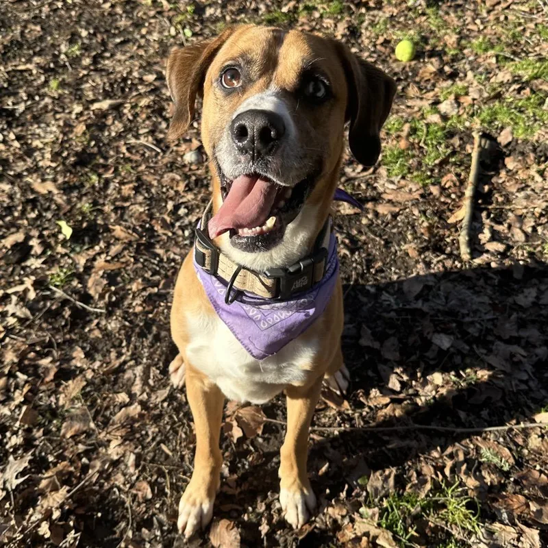 Turkey Lurky thumbnail 2