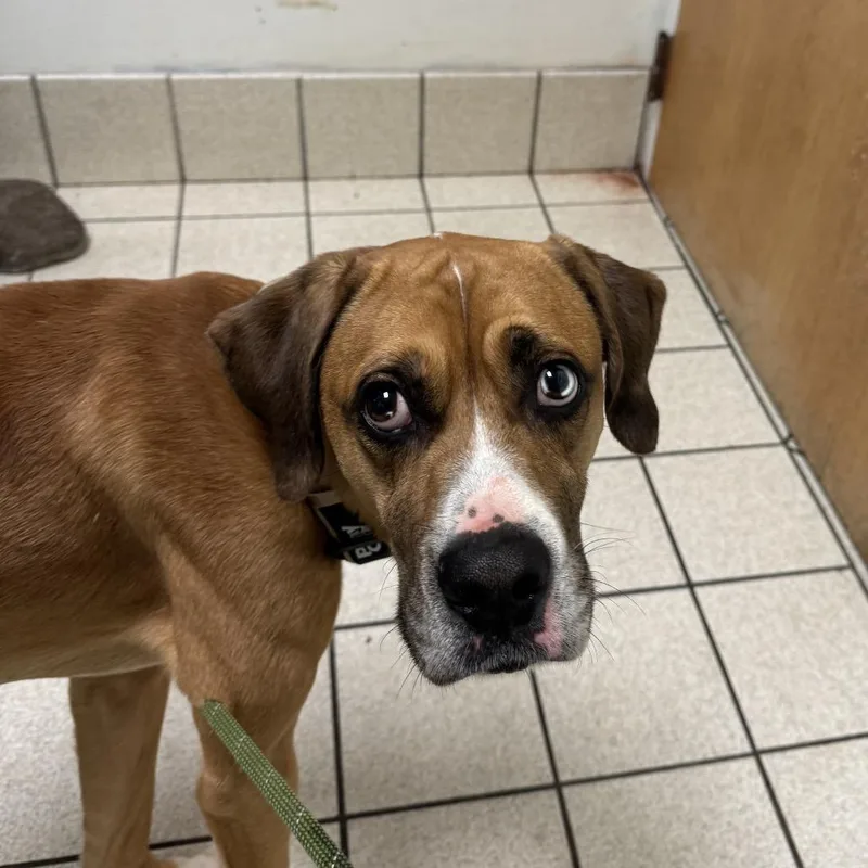 Turkey Lurky thumbnail 3