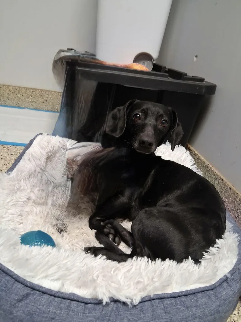 A young small-sized female Black Dachshund dog named Avalon for adoption in Cookeville, TN