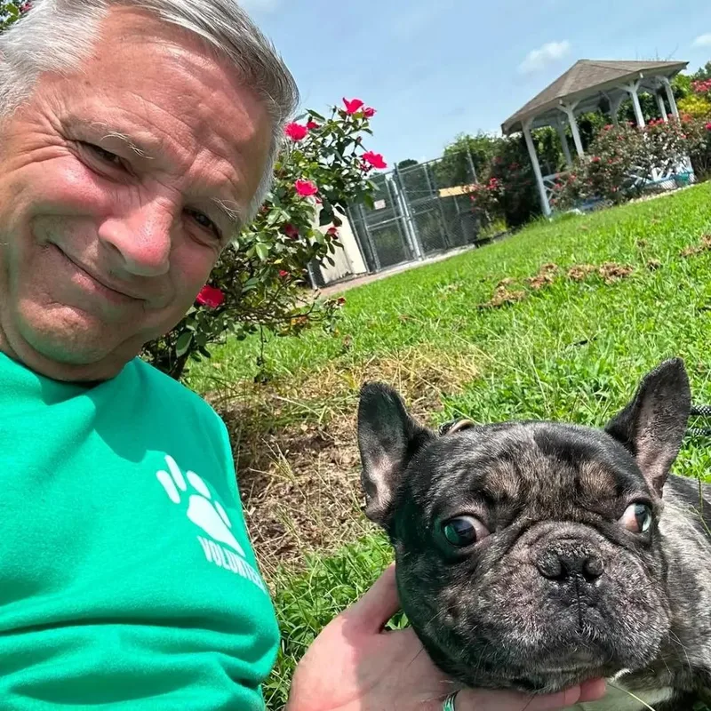 A senior small-sized male Black French Bulldog dog named Sherman for adoption in Windsor, VA
