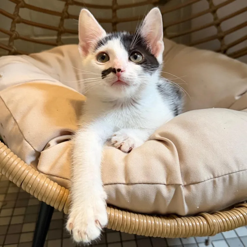 A baby small-sized male White Domestic Short Hair cat named Pico De Gato for adoption in Middle Village, NY