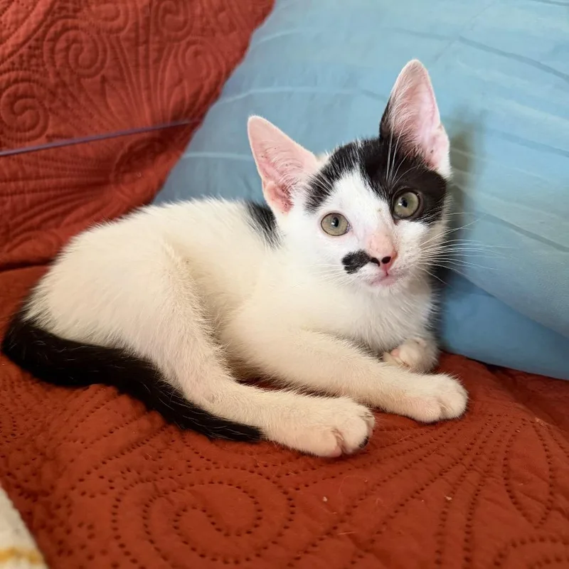 Pico De Gato thumbnail 2