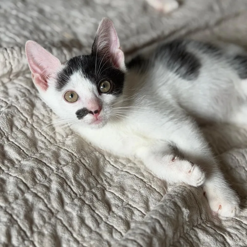 Pico De Gato thumbnail 3
