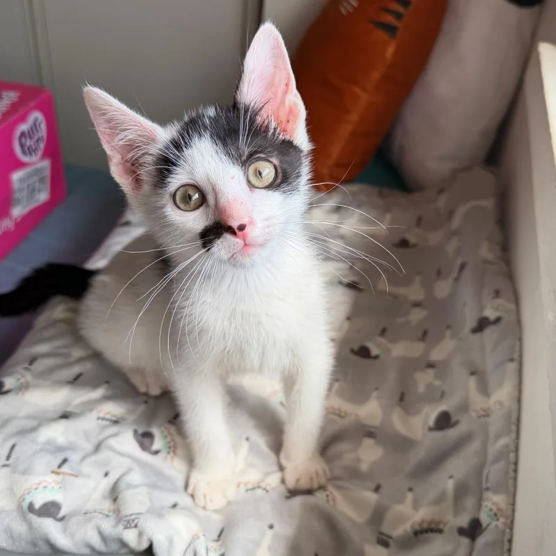 Pico De Gato thumbnail 4
