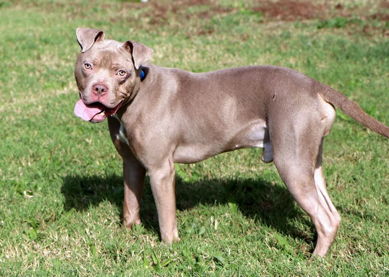 A young medium-sized male Yellow / Tan / Blond / Fawn American Bulldog dog named Smeagol for adoption in Kansas City, KS