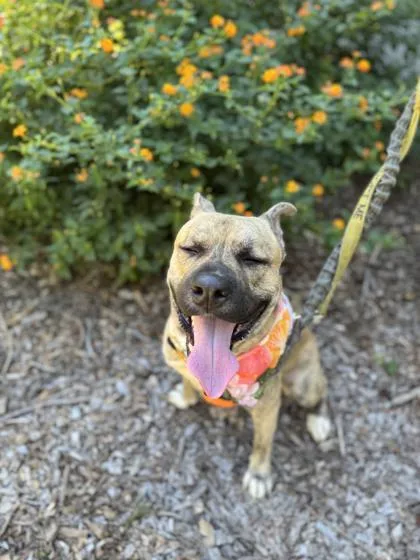 An adult large-sized male Mixed Breed dog named Lemon for adoption in Atlanta, GA