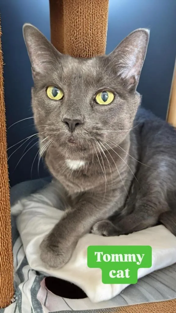 A senior medium-sized male Domestic Short Hair cat named Tommy Cat for adoption in Pomona, NY
