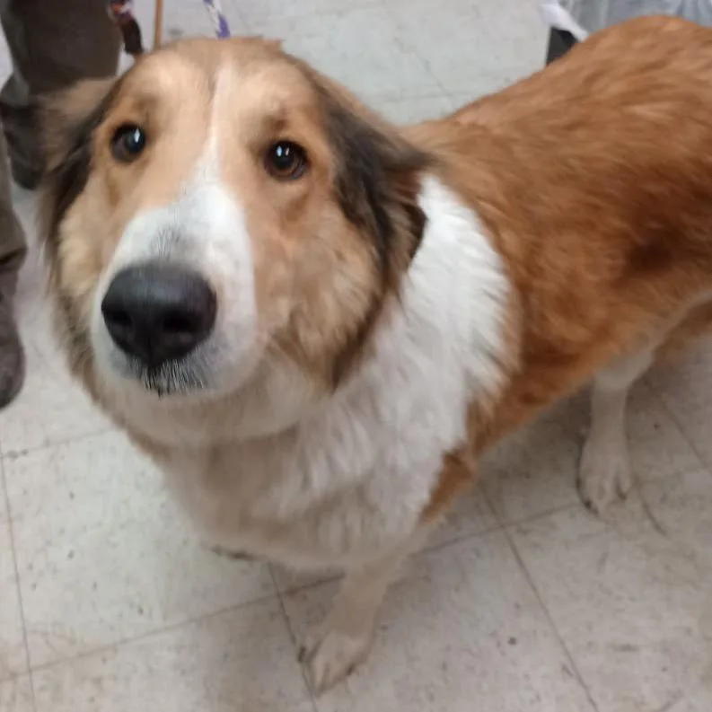 An adult large-sized female Sable Collie dog named Sweet Pea for adoption in Grand Rapids, MN