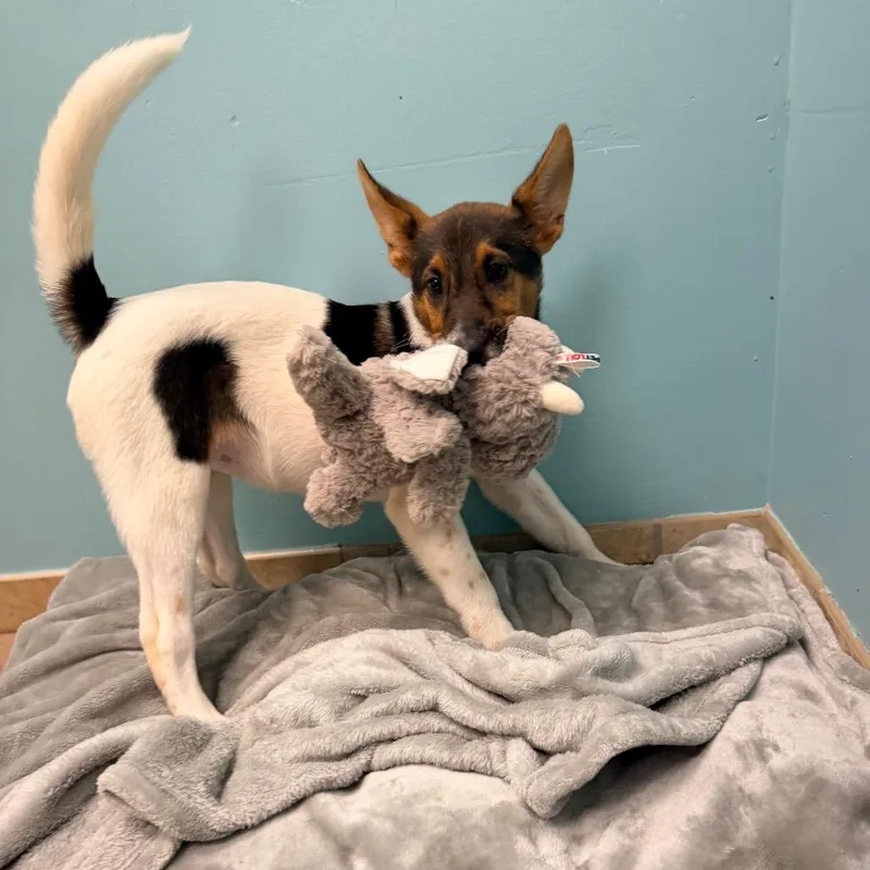 A baby medium-sized female Brown / Chocolate Shetland Sheepdog / Sheltie dog named Kat for adoption in Columbus, GA