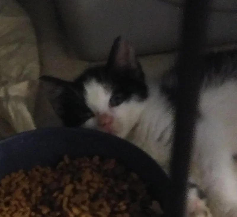 A baby medium-sized male Black & White / Tuxedo Domestic Short Hair cat named Paxton for adoption in Port Wentworth, GA