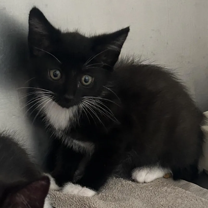 A baby small-sized female Black Domestic Short Hair cat named Cosmic for adoption in Pensacola, FL