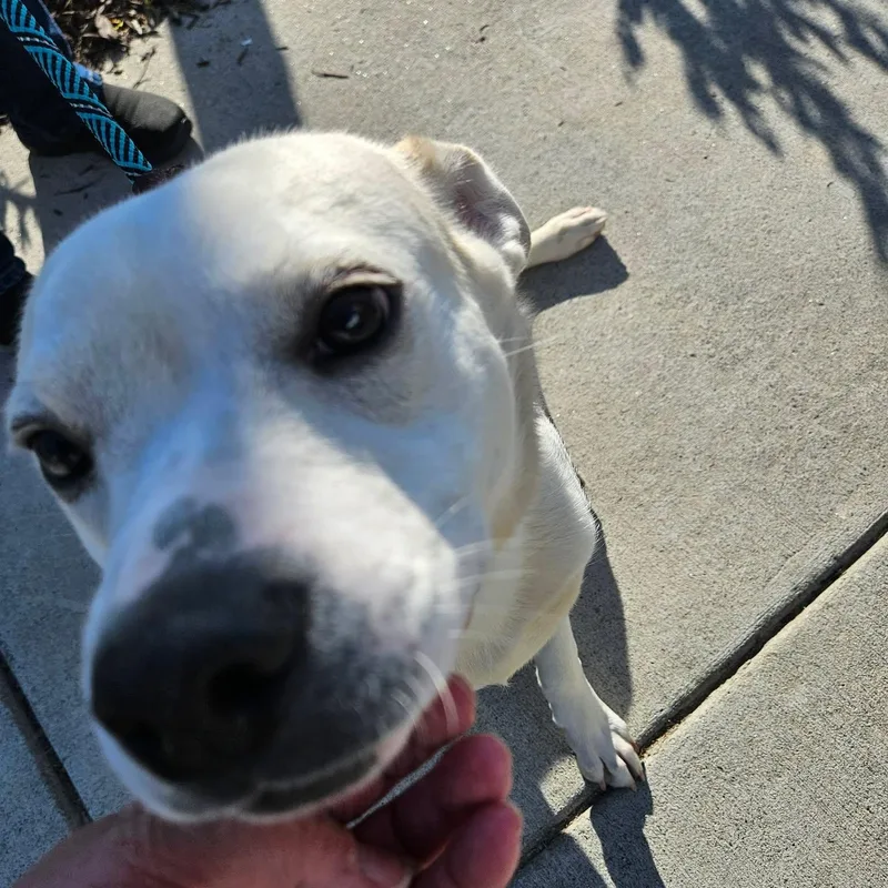 Lyric  Sweetest Boy!! thumbnail 2