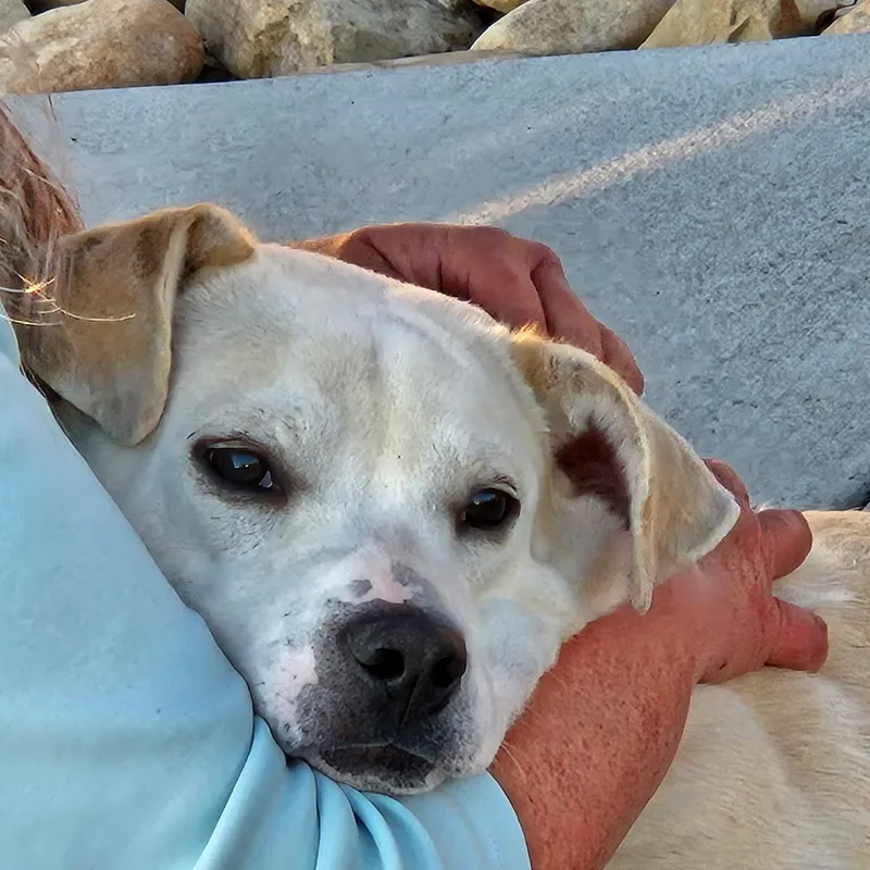 Lyric  Sweetest Boy!! thumbnail 3