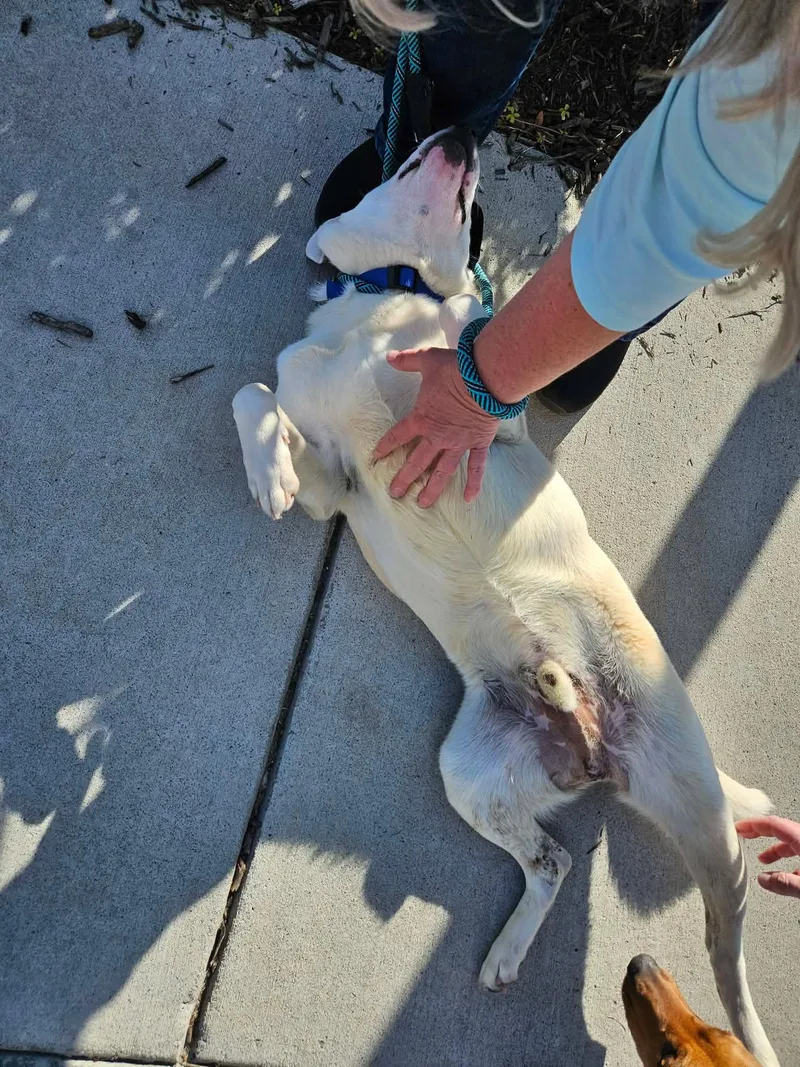 Lyric  Sweetest Boy!! thumbnail 4