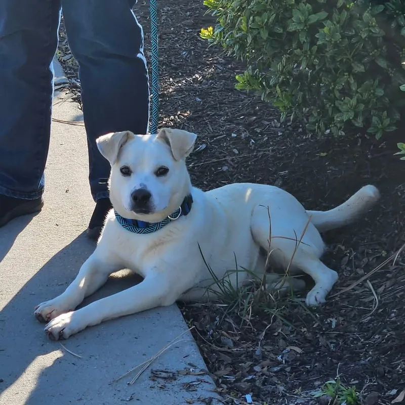 A baby medium-sized male Yellow / Tan / Blond / Fawn Yellow Labrador Retriever dog named Lyric Sweetest Boy!! for adoption in Buford, GA