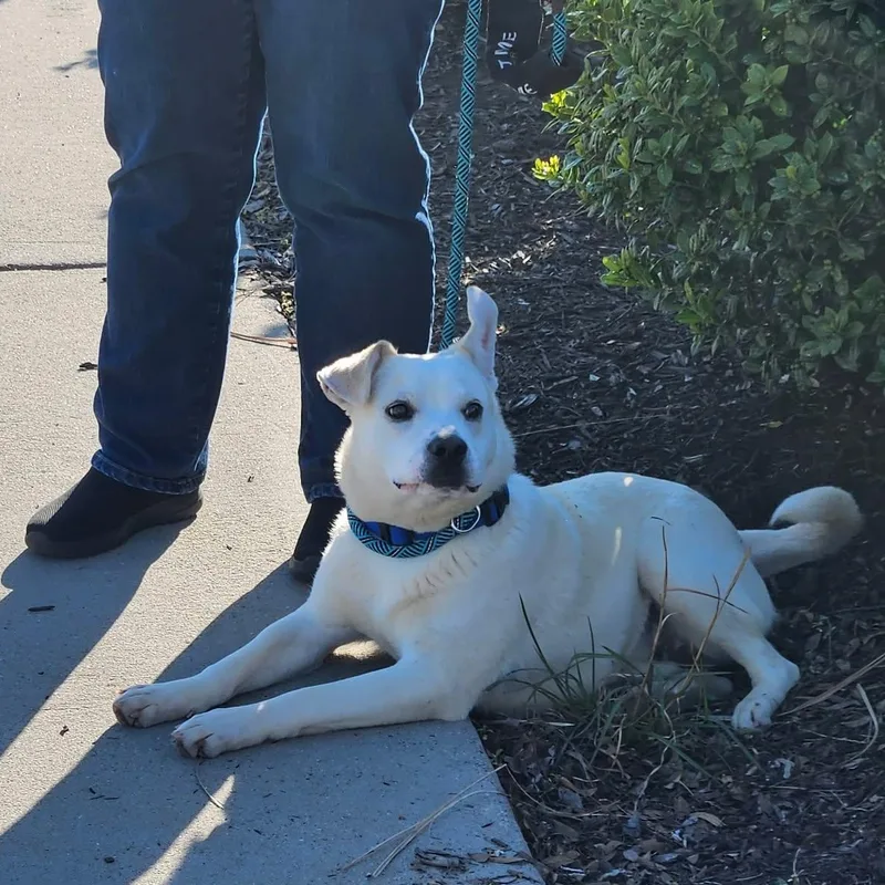 Lyric  Sweetest Boy!! thumbnail 5