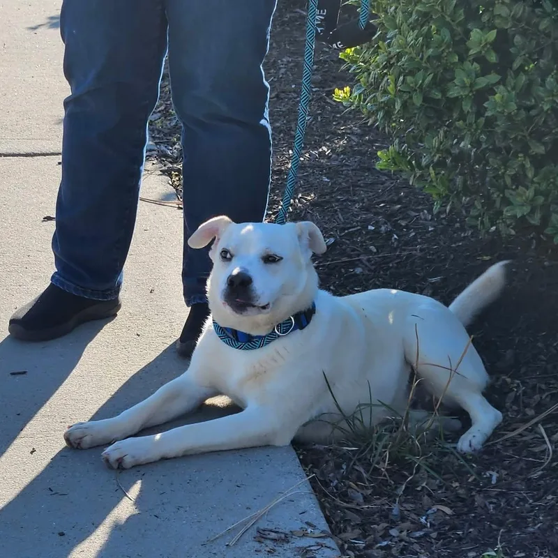 Lyric  Sweetest Boy!! thumbnail 6