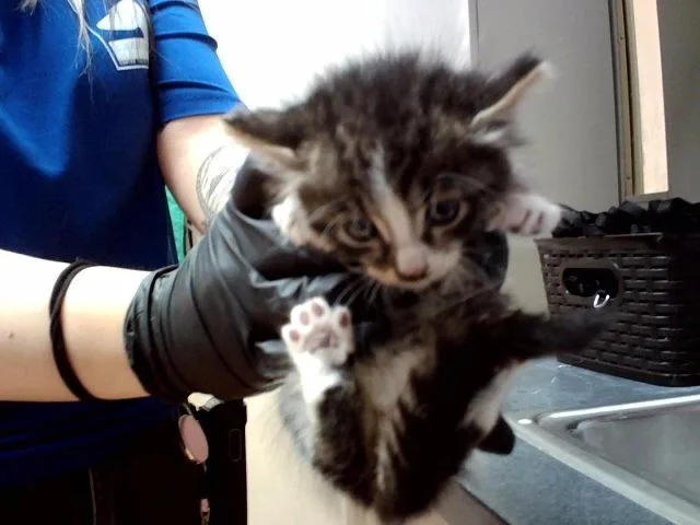 A baby small-sized male Domestic Medium Hair cat named A for adoption in Martinez, CA