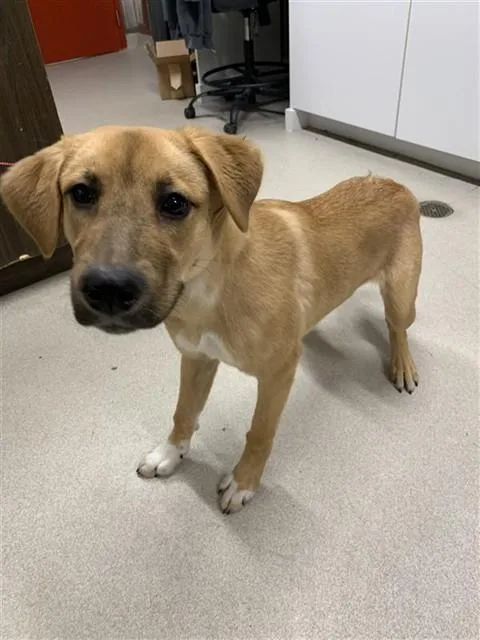 A young medium-sized female Labrador Retriever dog named Cheeni for adoption in Fairbanks, AK