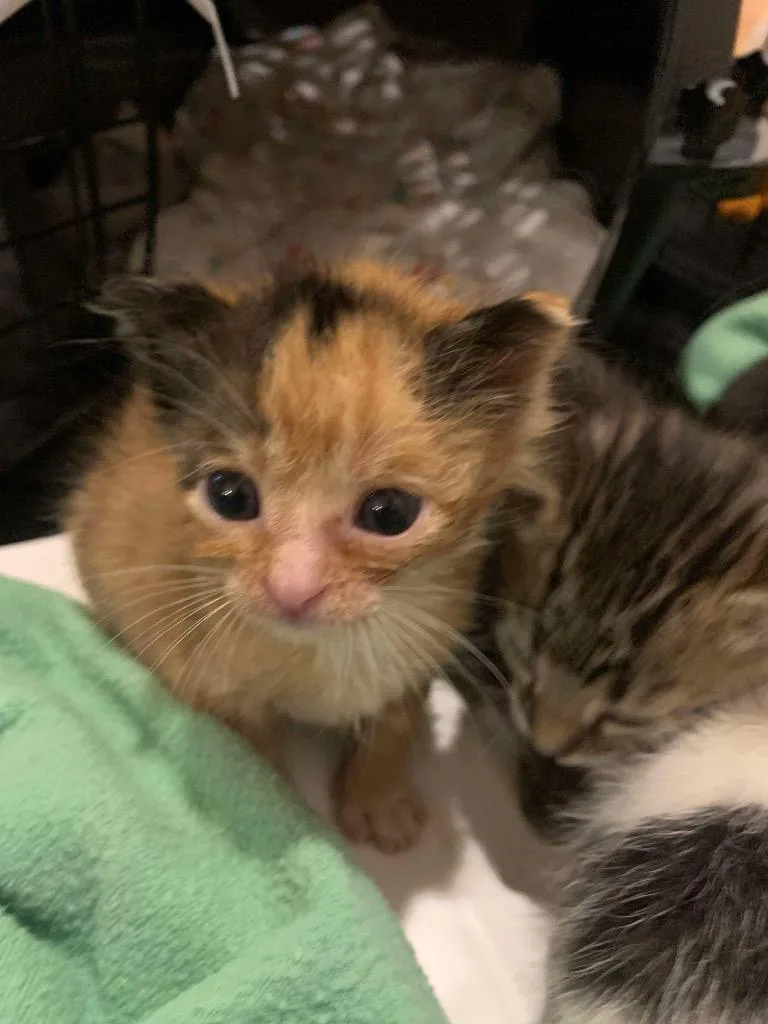 A young medium-sized female Domestic Medium Hair cat named Halloween Patches for adoption in Batesville, AR