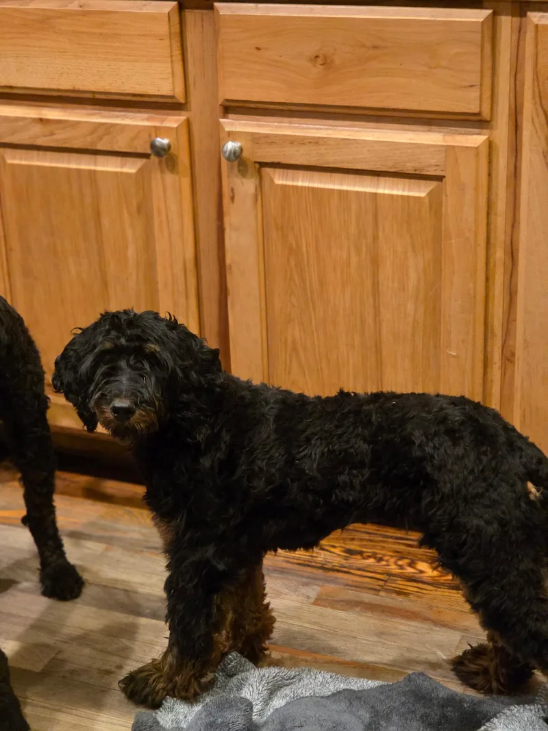 A young small-sized female Aussiedoodle dog named Juno for adoption in Port Angeles, WA